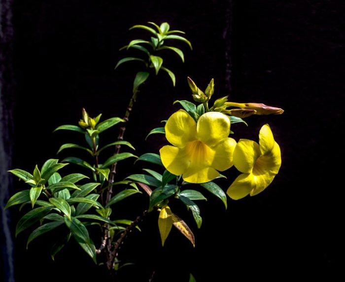 Allamanda neriifolia