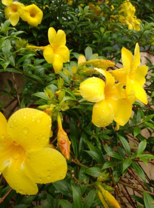 Allamanda nobilis