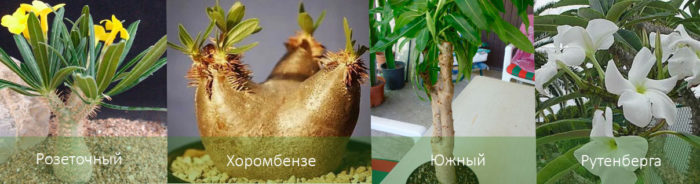 Mga Uri ng Pachypodium