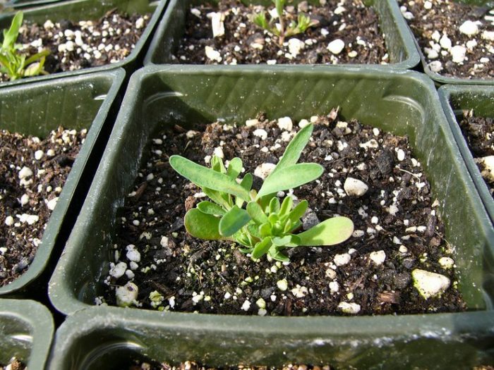 Mga punla ng Acroclinium