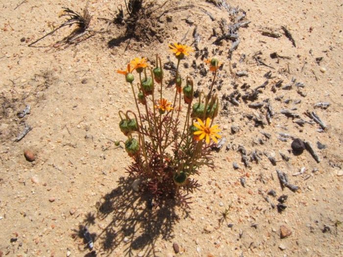 Ursinia anthemoides subsp. versicolor