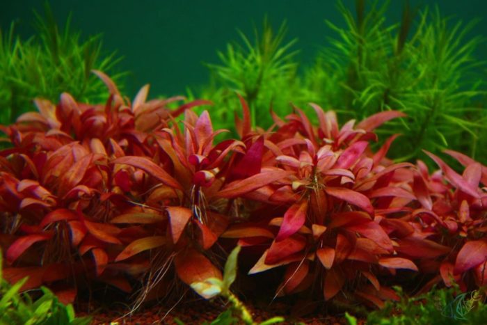 Alternanthera reineckii