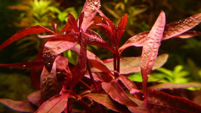 Alternanthera sessilis