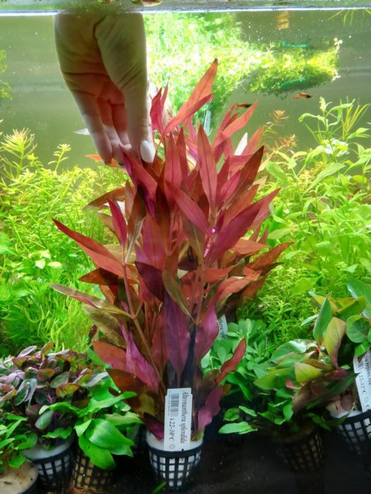 Alternanthera splendida