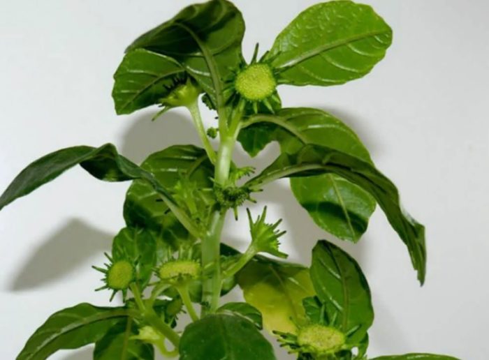 Dorstenia hildebranta