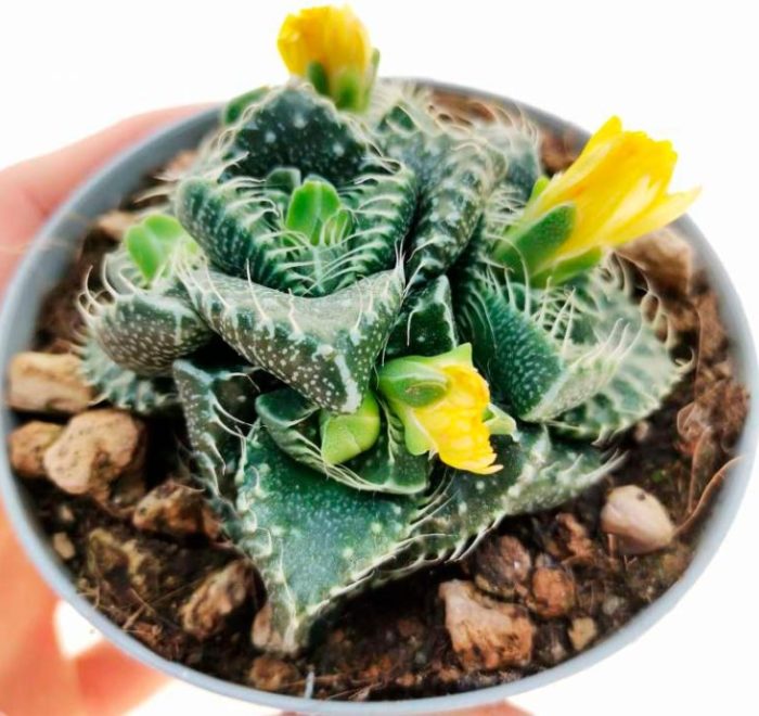 Faucaria ng pusa