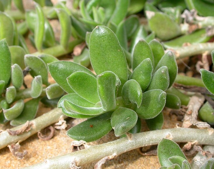 Cleiniae Implexus