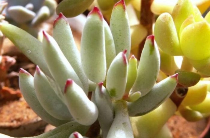 Mga papillaris ng cotyledon