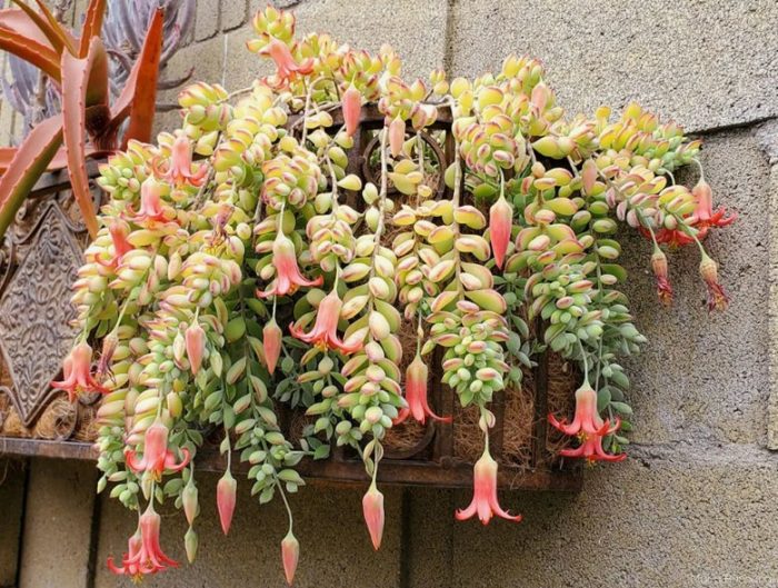 Pendula ng Cotyledon