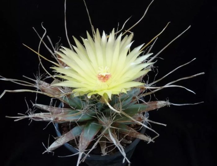 Leuchtenbergia principis