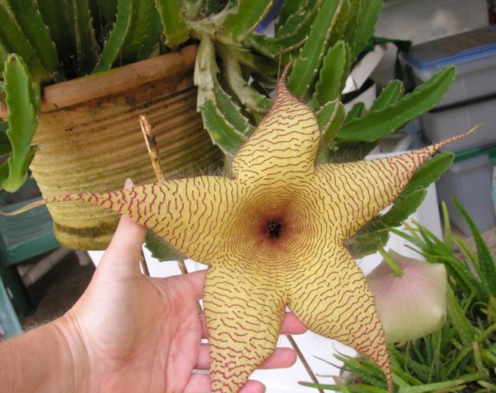 Higanteng Stapelia