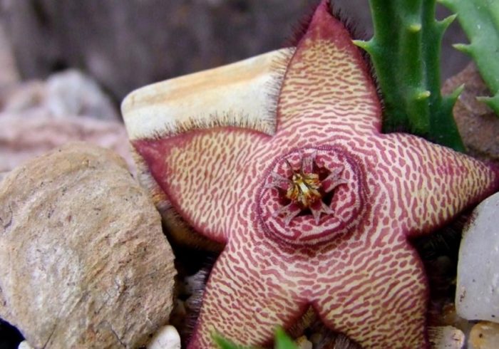 Pabagu-bagong Stapelia