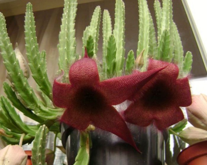 Stapelia na may malalaking bulaklak