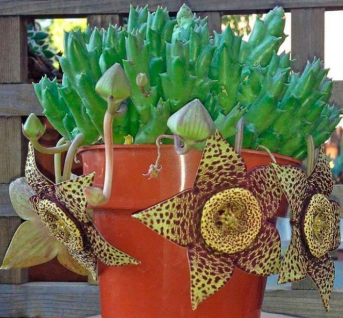 Sari-saring Stapelia