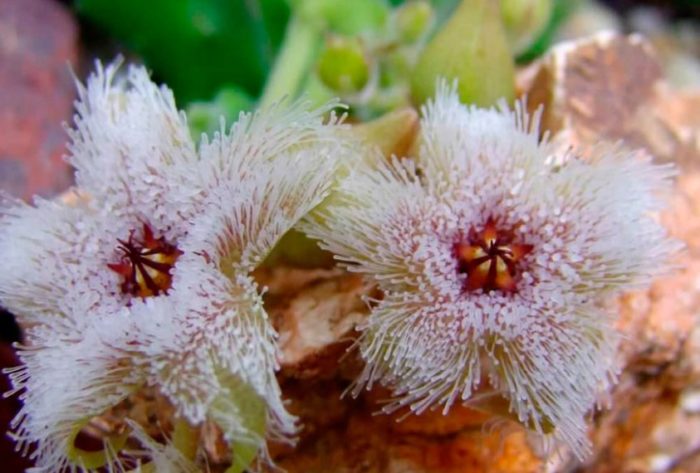 Stapelia na may ferruginaceous