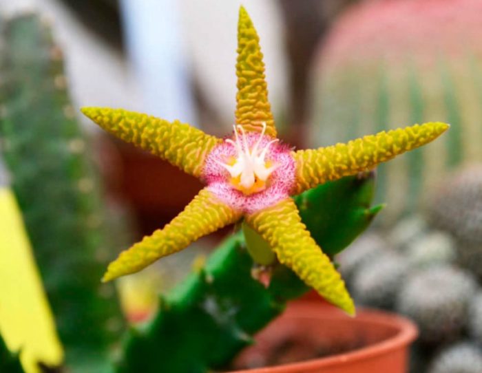 Stapelia na kulay ginto-lila