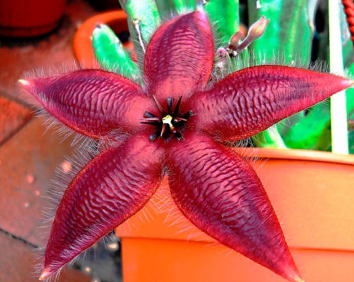 Stapelia na hugis-bituin
