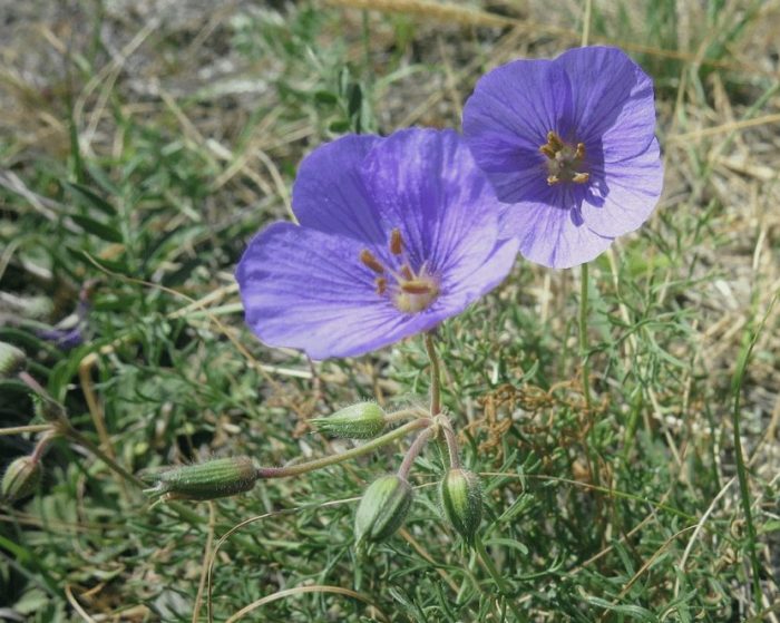 Tatarian stork (Erodium tataricum)