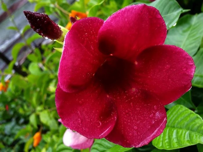Allamanda Terry