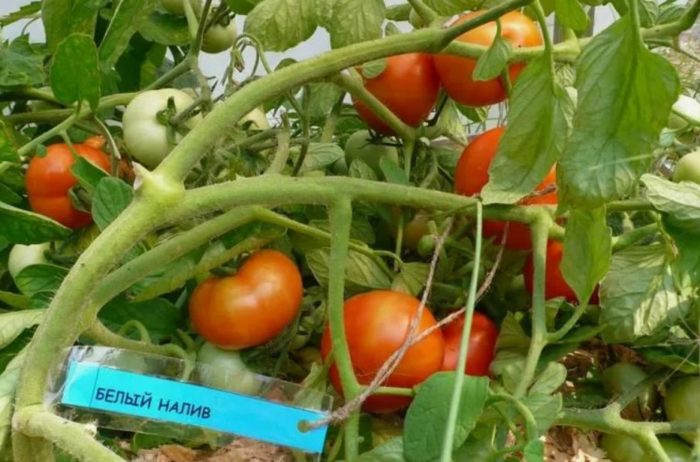 Palaman na Puting Kamatis 241