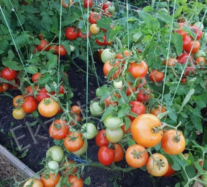 Uri ng kamatis na Gakvrosh