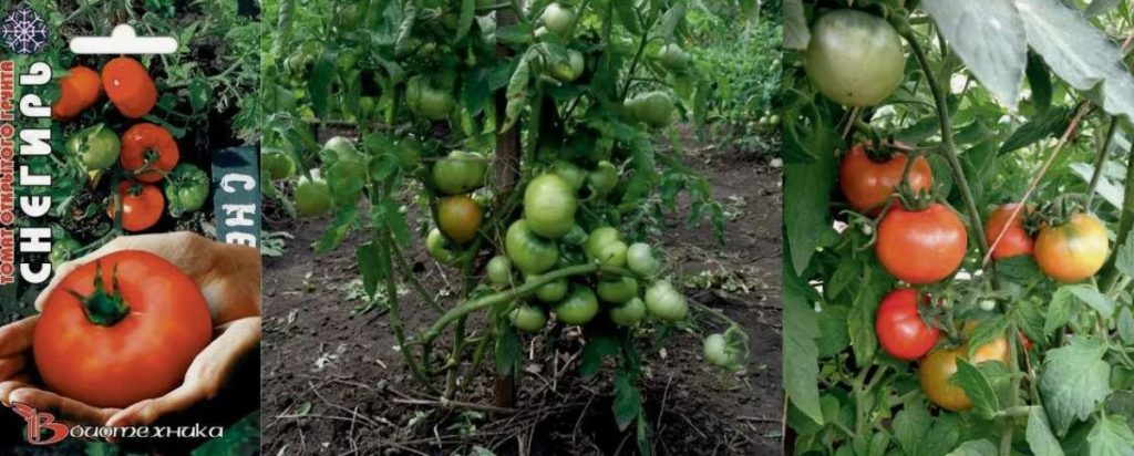 Snegiri ng Kamatis