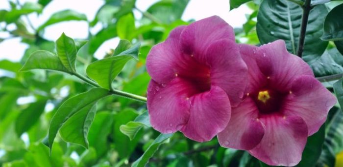 Allamanda violacea