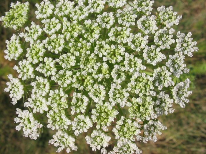Ammi Visnaga