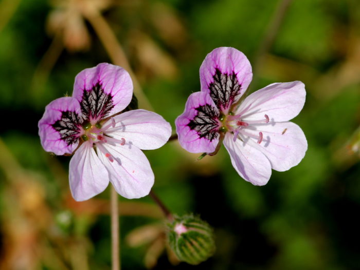 Tagak na may ferruginous (Erodium glandulosum)