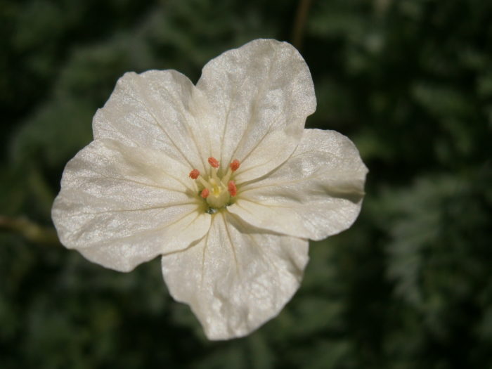 Pugad ng Ginintuang Tagak (Erodium chrysanthum)
