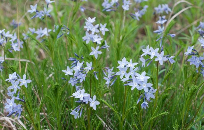 Amsonia ciliata