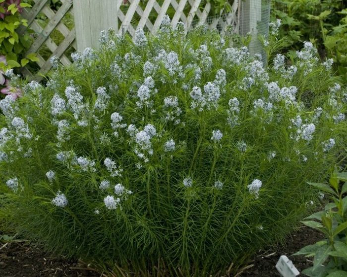 Amsonia habrichta