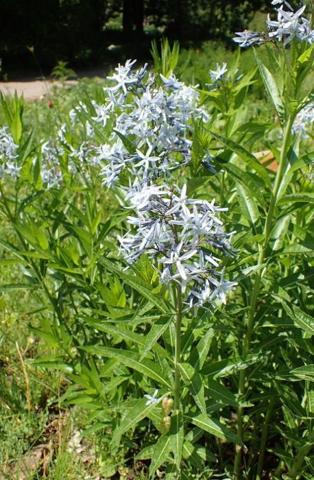 Amsonia orientalis