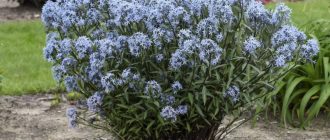Bulaklak ng Amsonia