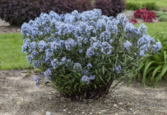 Bulaklak ng Amsonia