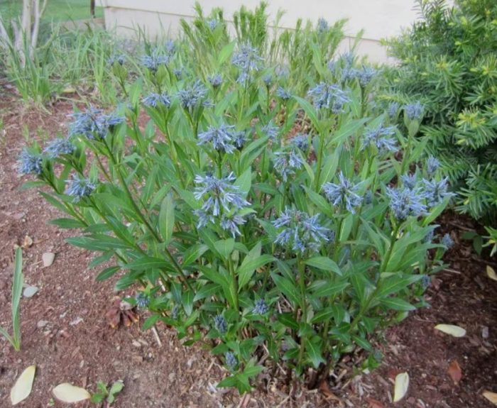 Amsonia sa lupa