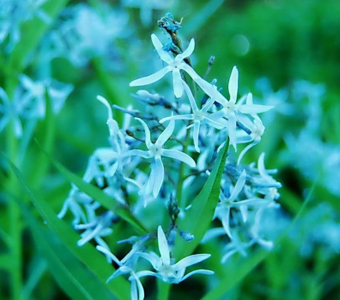 Mga asul na bulaklak ng Amsonia
