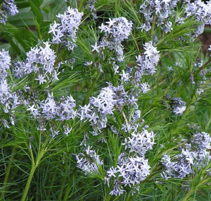Amsonia tabermontana