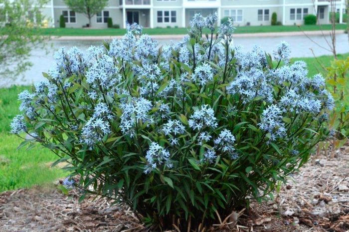 Kultirang Amsonia na Storm Cloud