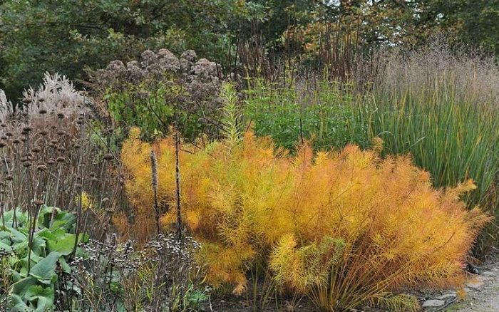 Amsonia sa taglagas