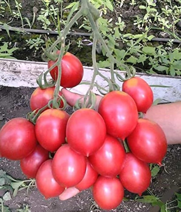 Rosas ang uri ng De Barao