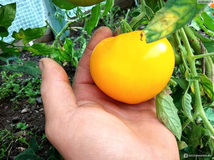 Uri ng Lemon Giant