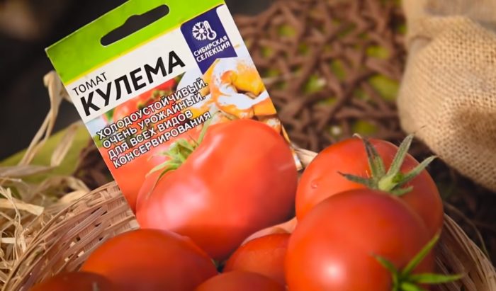 Kulema