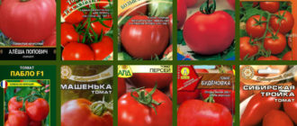 Mga uri ng kamatis para sa rehiyon ng Moscow
