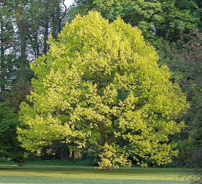 Oak Aurea