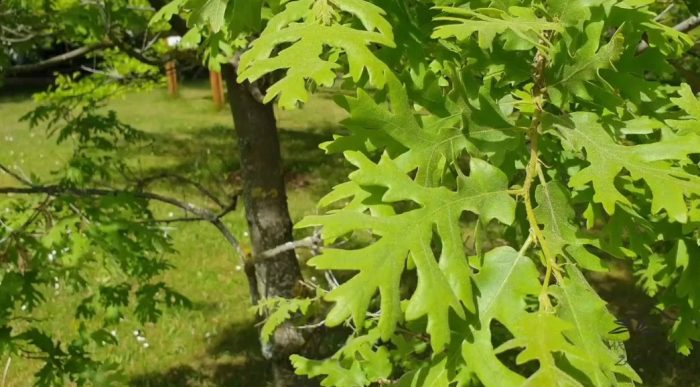Oak Laciniata