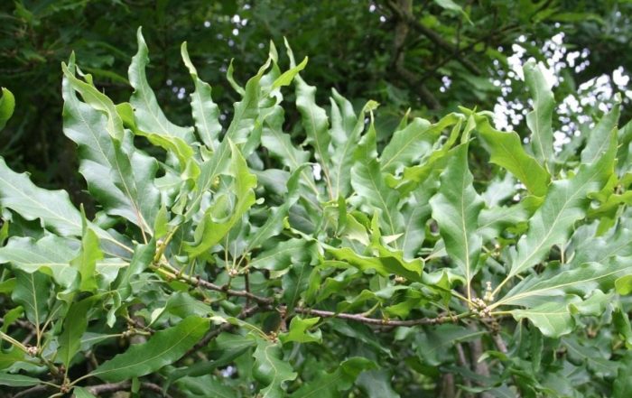Oak Mespilifolia