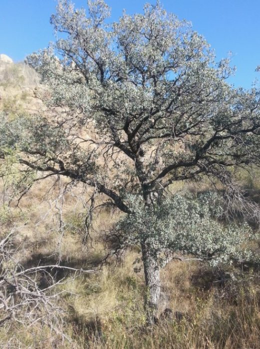 Oak na Oblongifolia