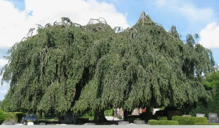 Pendula Oak