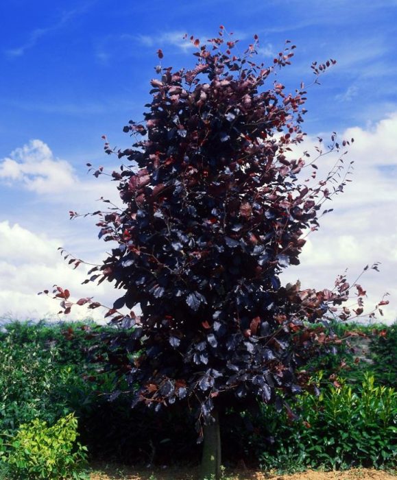 Oak Purpurea